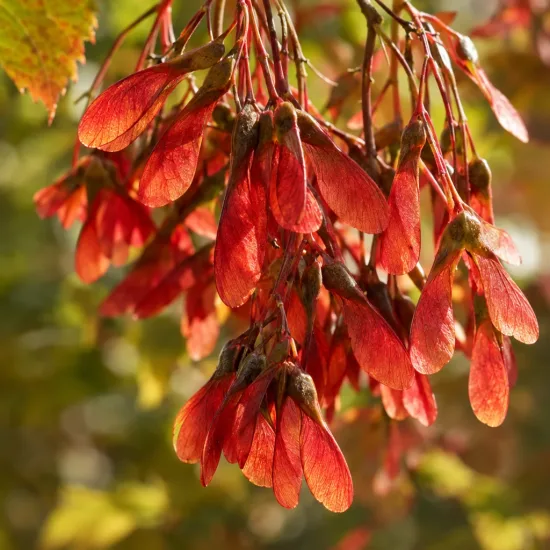 Érable de mandchourie 'Subsp. ginnala' (Acer tataricum) — grappe dense de samares rouges · Photo d'illustration