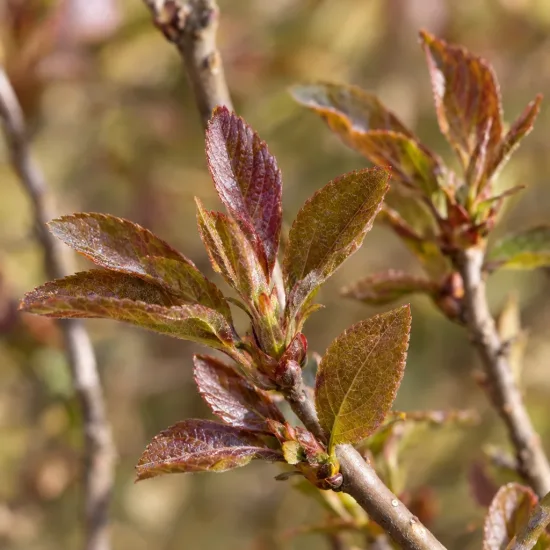Pommier d'ornement 'Gulliver' (Malus transitoria) — jeunes feuilles allongées sur rameau, gros plan · Photo d'illustration