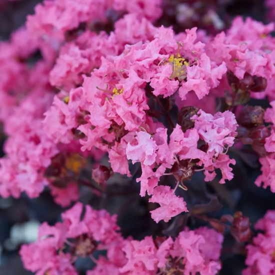 Lilas des indes 'Shell pink'