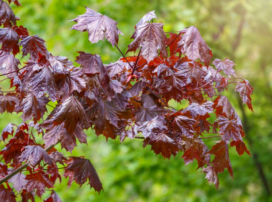 Érable plane 'Schwedleri nigrum'