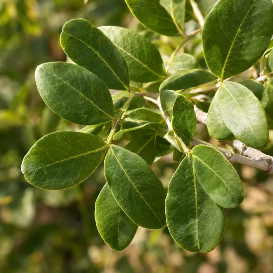 Pistachier vrai 'C-special' (Pistacia vera) — gros plan sur feuilles ovales vertes · Photo d'illustration