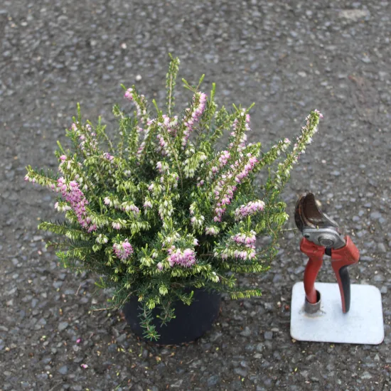 Bruyère 'Rose' (Erica darleyensis) — petit arbuste fleuri rose en pot noir · Pot 1.3L