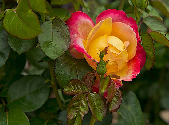 Rosier 'Elvis - pacific sunset '