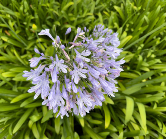 Agapanthe 'Charlotte'