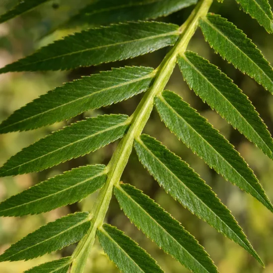 Ptérocaryer de chine (Pterocarya stenoptera) — feuille composée dentée en gros plan · Photo d'illustration