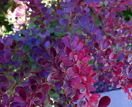 Épine-vinette 'Auricoma'