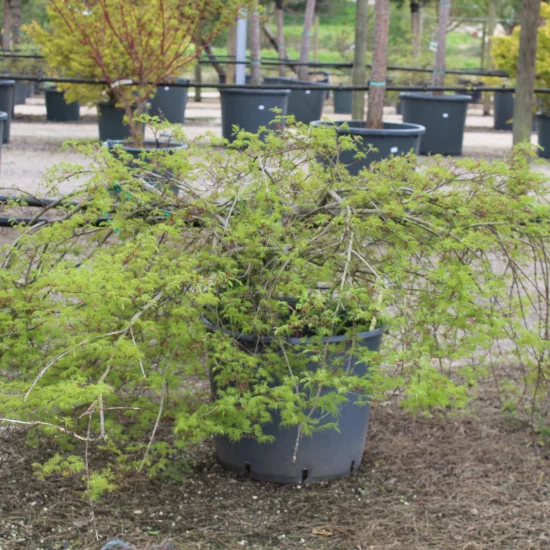 Érable du japon 'Ryusen' — Pot 90L