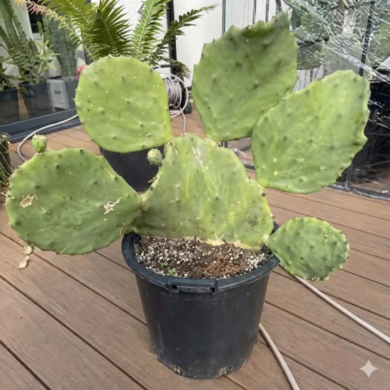 Opuntia  semi-inermis