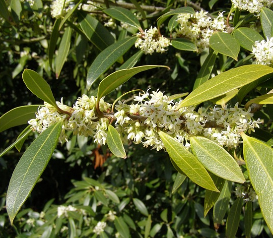 Osmanthe à feuilles de houx