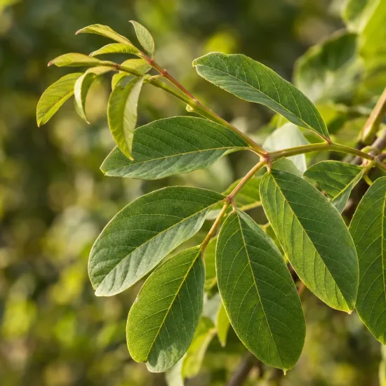 Noyer commun 'Jre 900 france' (Juglans regia) — gros plan sur feuilles vertes composées · Photo d'illustration