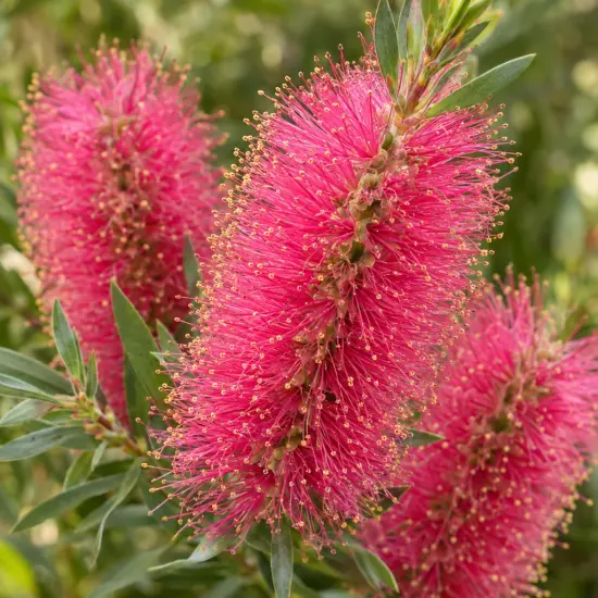 Rince-bouteilles 'Bright pink' (Callistemon) — gros plan d’épis floraux cylindriques roses