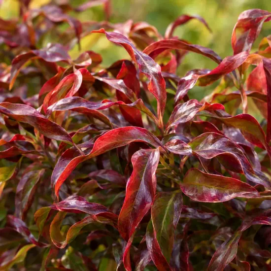 Leucothoé 'Twisting red' (Leucothoe walteri) — feuillage dense aux feuilles étroites rouges et vertes