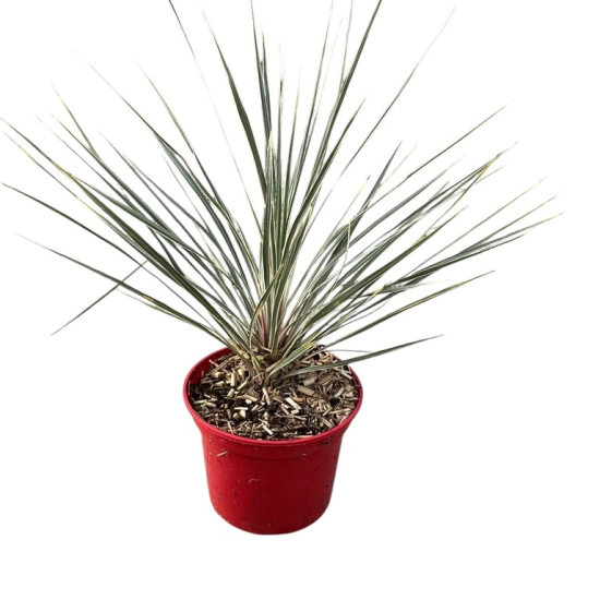 Cordyline 'Pink champagne'