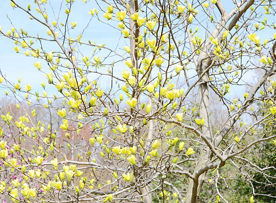 Magnolia 'Elizabeth'