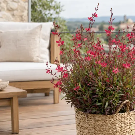 Gaura rouge compacte 'Rubra nana' (Gaura lindheimeri) — plante florifère en pot tressé sur terrasse