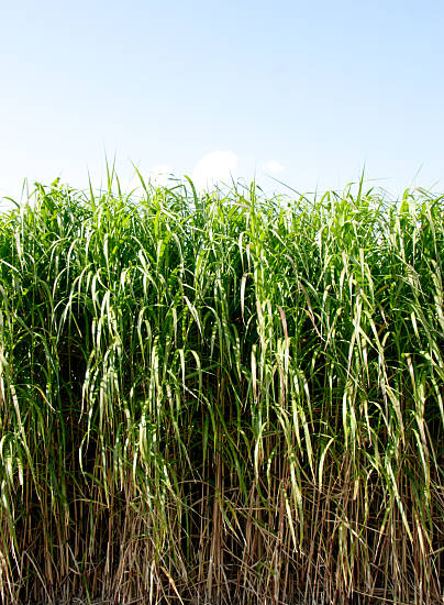 Miscanthe, MISCANTHUS sinensis, herbe à éléphant, roseau de chine