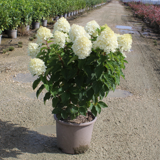 Hortensia paniculé 'Limelight'