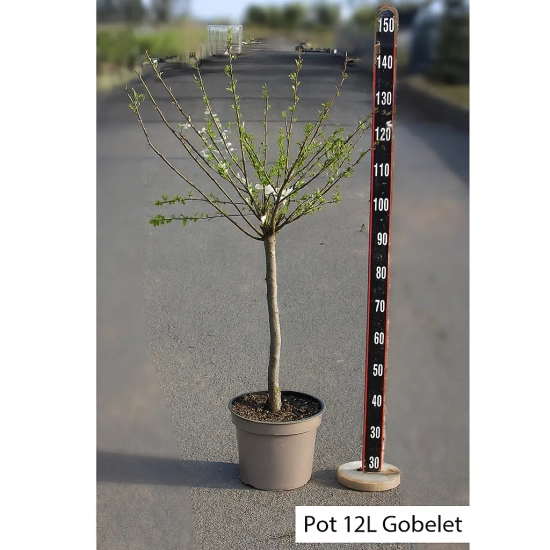 Pluot'Flavor candy'