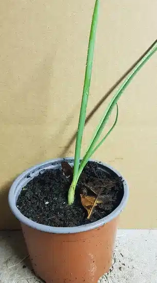 Ail d'ornement 'Red mohican'