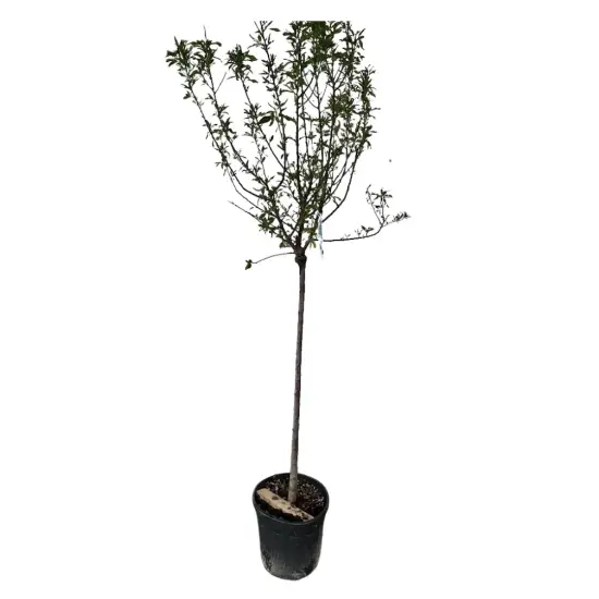 Amandier 'Texas' (Prunus dulcis) — jeune arbre greffé élancé en pot noir · Pot 25L Tige