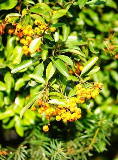 Buisson-ardent 'Jaune cadaune'