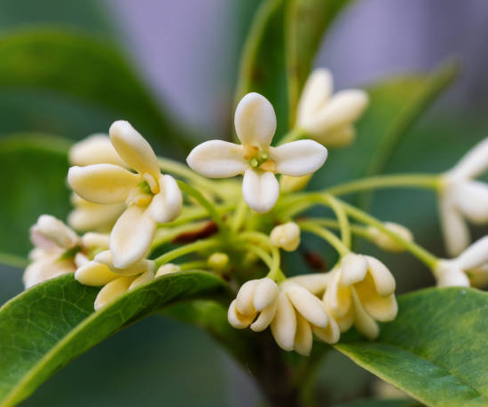 Osmanthe 'Heaven scent'