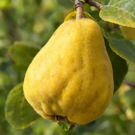 Cognassier 'Cameo' (Chaenomeles superba) — gros fruit jaune duveteux sur branche · Photo d'illustration