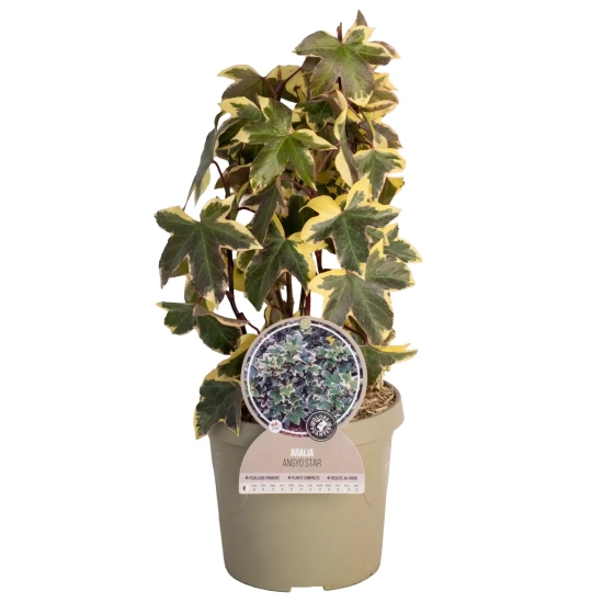 Lierre-aralia des frères lizé 'Angyo star'