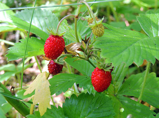 Fraisier 'Saveur des bois'