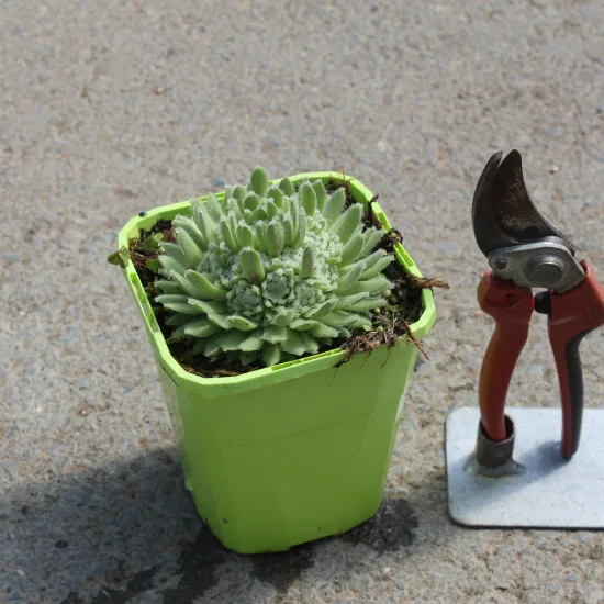 Joubarbe 'Summer frost' (Sempervivum) — Pot 1.4L