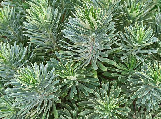 Euphorbe des garrigues 'Silver swan'