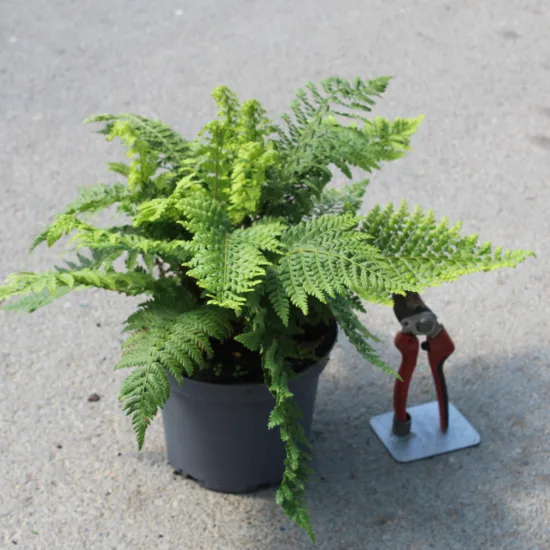Fougère — Pot 3L