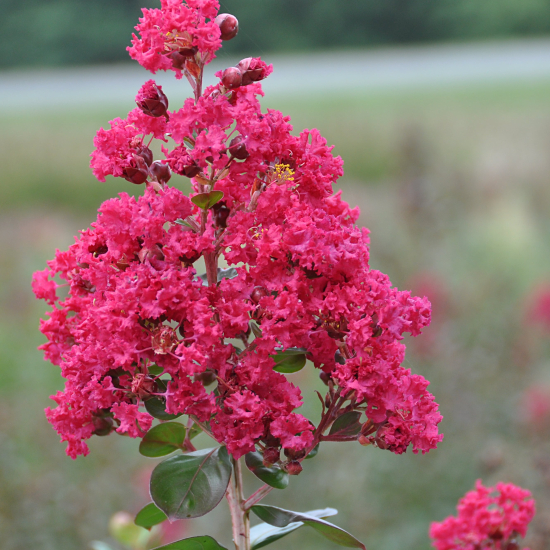 Lilas des indes 'Berry dazzle'