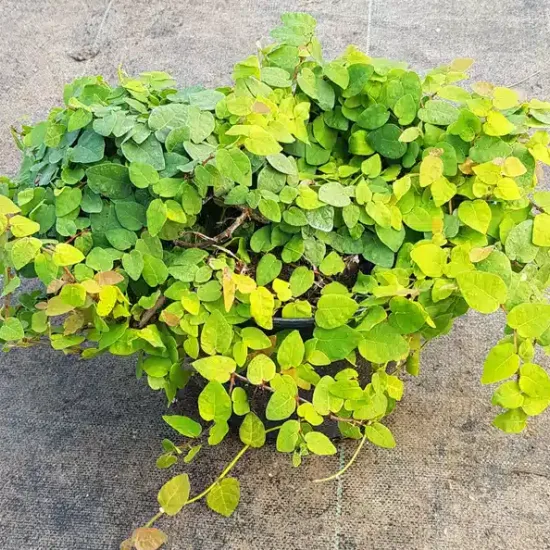 Figuier rampant (Ficus pumila) — Pot 2.5L