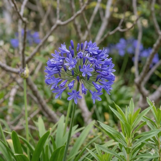 Agapanthe 'Flower of love'
