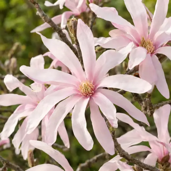 Magnolia étoilé 'Rosea' (Magnolia stellata) — gros plan sur fleurs étoilées rose pâle
