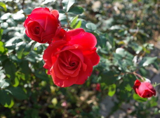 Rosier 'Scarlet meillandecor '