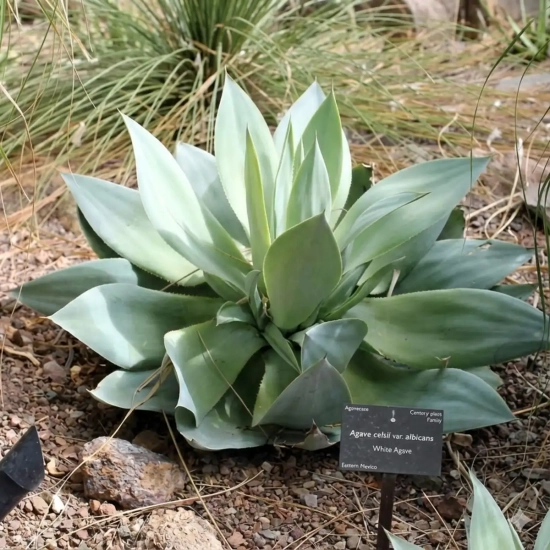 Agave  'Filifera x mitis v. albidior'