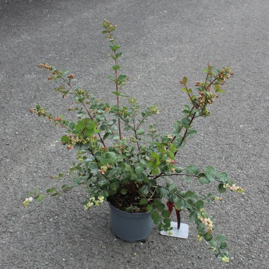Symphorine 'Mother of pearl' — Pot 3L