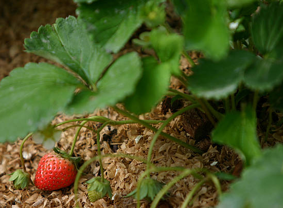 Fraisier 'Mme moutot'