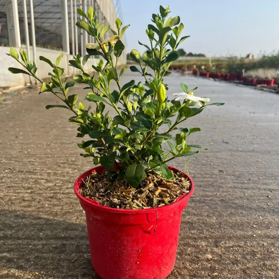 Tiaré 'Double mint'