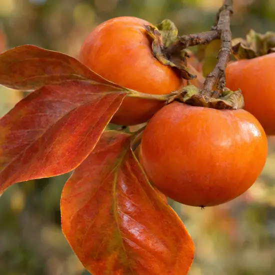 Plaqueminier 'Pomme o'gosho' (Diospyros kaki) — gros plan de fruits mûrs avec feuilles colorées