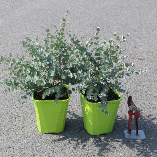 Eucalyptus à feuilles rondes 'France bleu'