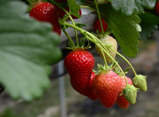 Fraisier 'Mount everest'
