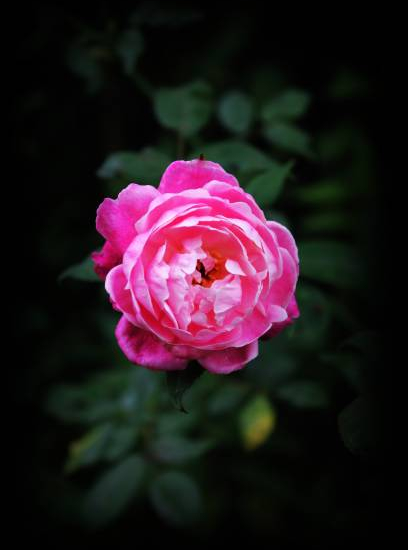 Pivoine 'Neon rose etamine jaune