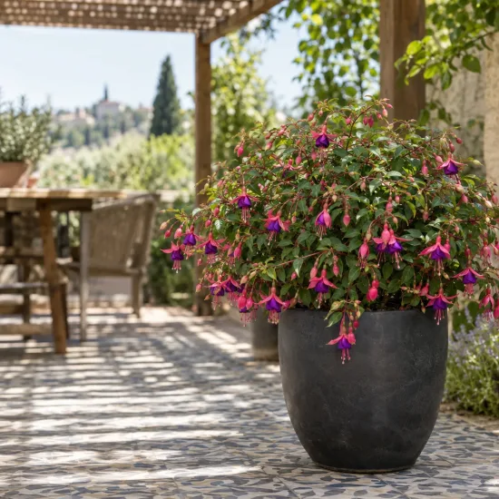 Fushia 'Tom thumb' (Fuchsia) — arbuste fleuri en pot sur terrasse carrelée · Photo d'illustration