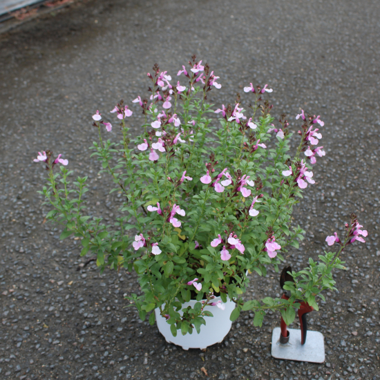 Sauge gregii 'Mirage soft pink rose clair'