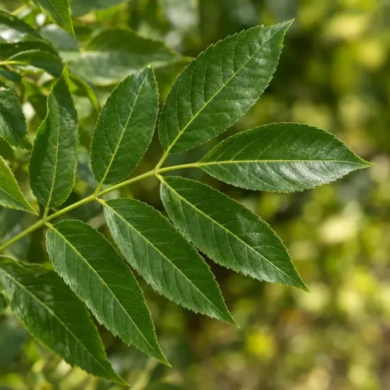 Frêne commun 'Westhof s glorie' (Fraxinus excelsior) — gros plan sur feuille composée verte brillante