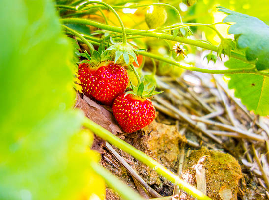 Fraisier 'Ostara'