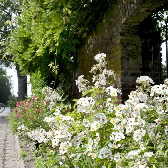 Rosier 'Alba visamalbi'